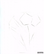 彩铅花卉教程 水仙花画法步骤彩铅花卉手绘图片